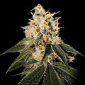 Semillas regulares de Sour Juice (Crockett Family Farms)