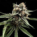 Sour Strawberries Regular Seeds (Crockett Family Farms)