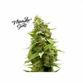 Master Cookies Feminised Seeds