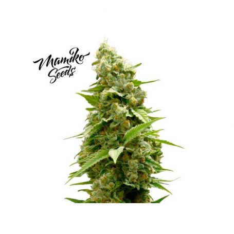 Master Cookies Feminised Seeds