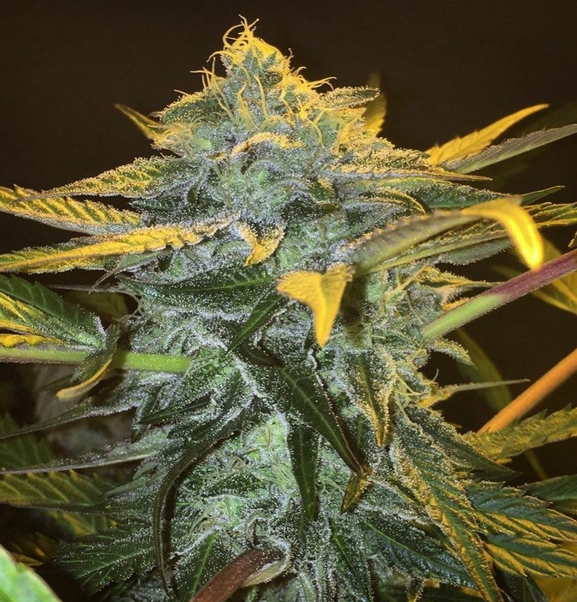 Punch & Cookies Feminised Seeds