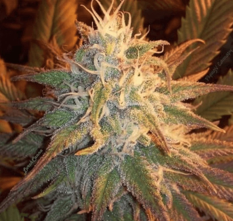 Cocoon Regular Seeds