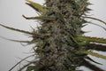 Green Crack Auto Feminised Seeds Bulk x 100
