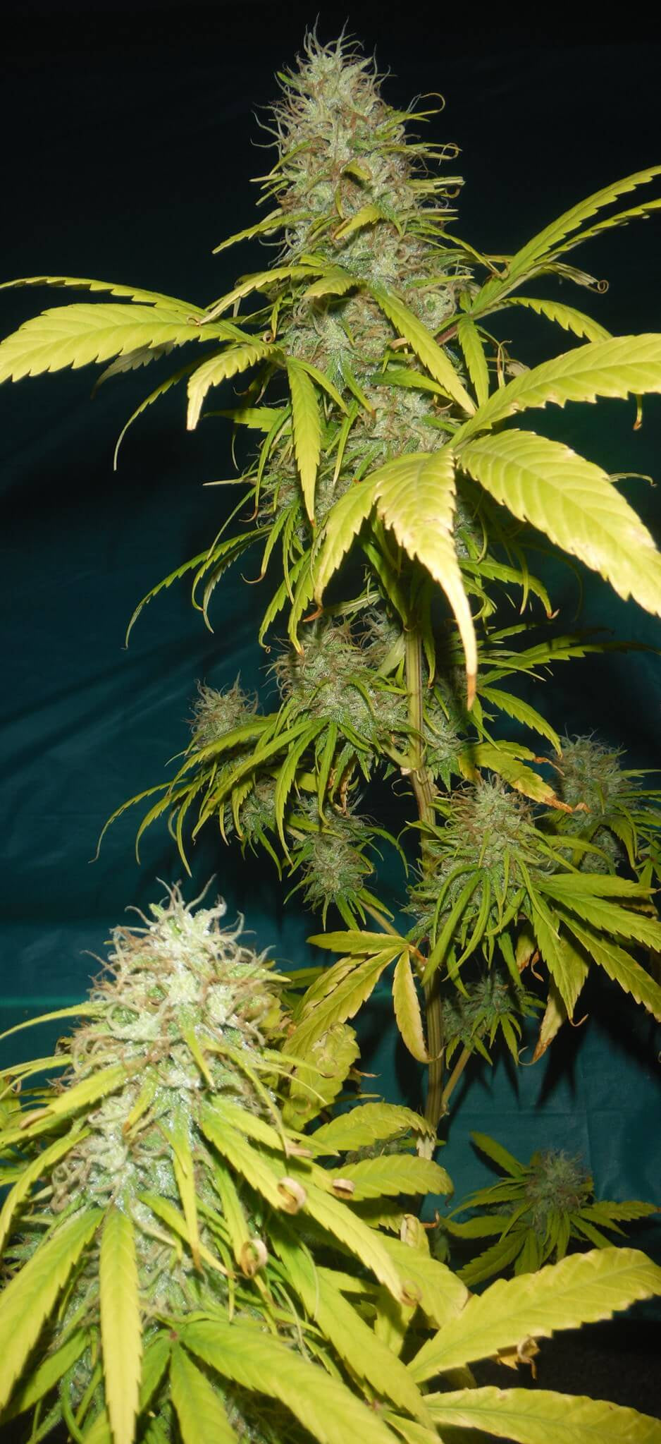 Semillas regulares de Grail Widow (GROWL)
