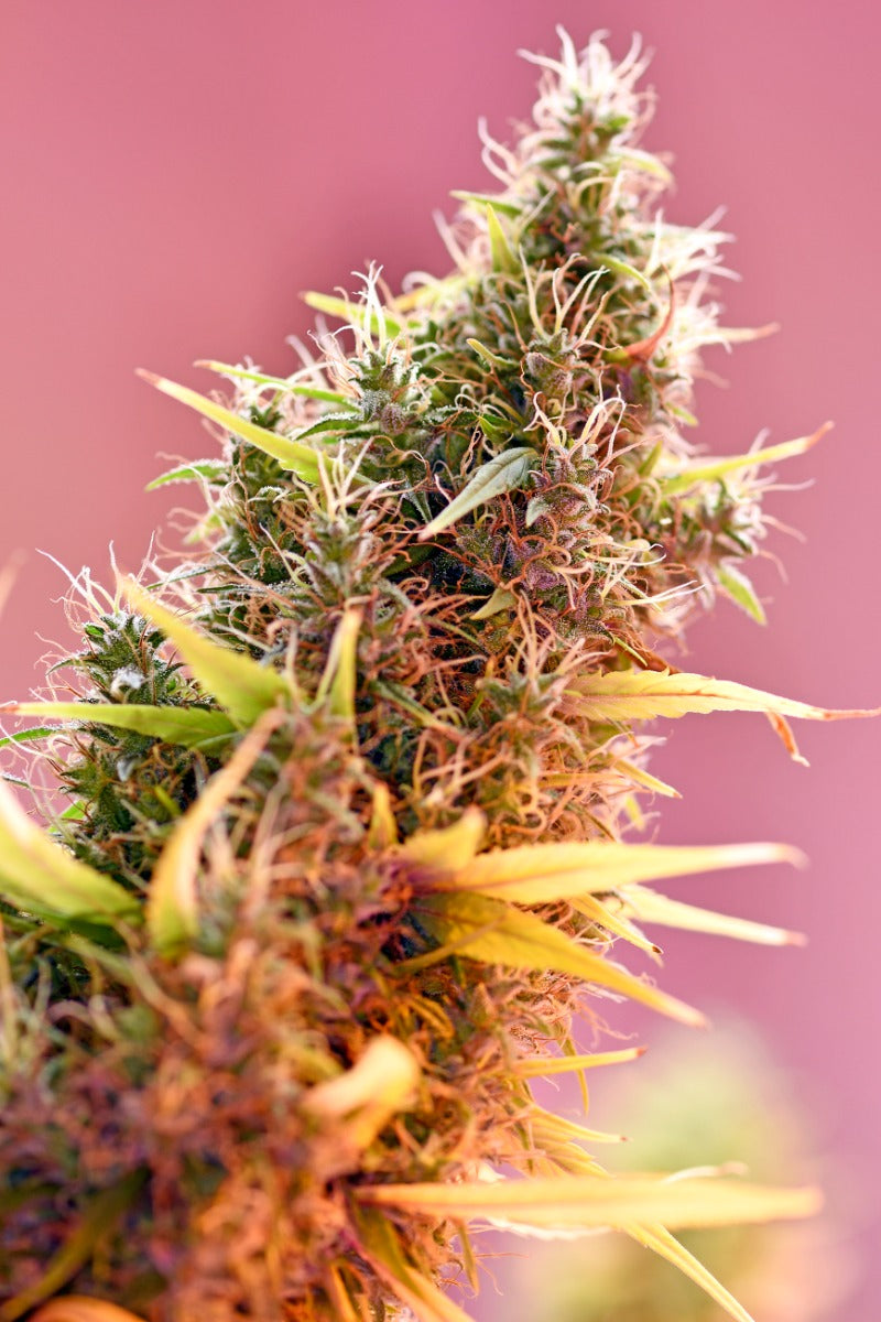 Holy Grail Regular Seeds