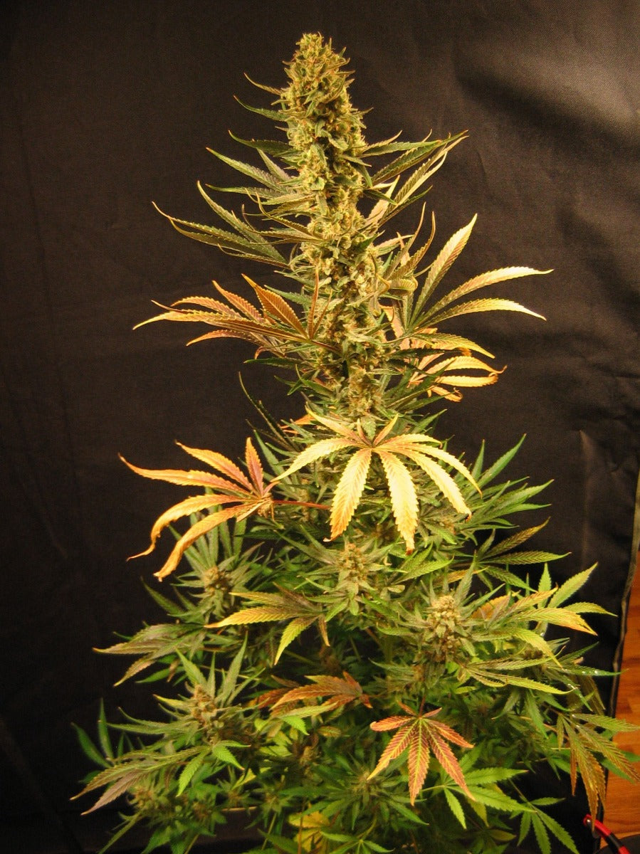 Semillas regulares de Holy Smoke