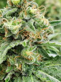 Widow AC (WACO) Regular Seeds