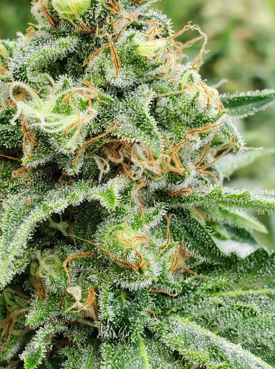 Widow AC (WACO) Regular Seeds