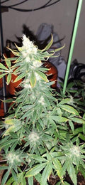 Semillas feminizadas Ghandi CBD