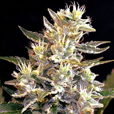 Semillas feminizadas Sunset Vibes Auto