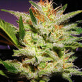Amnesia Haze Auto Feminised Seeds