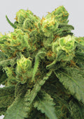 Big Bud Regular Seeds