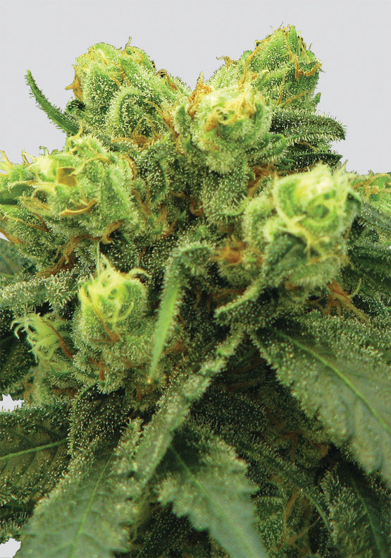 Big Bud reguläre Samen