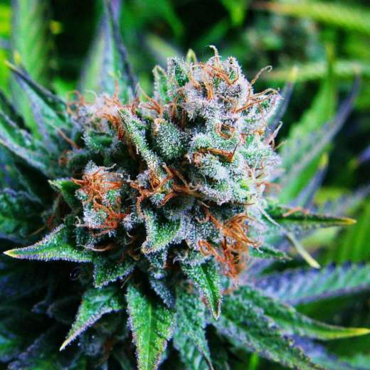 Blue Dream feminisierte Samen