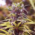 Durban Poison feminisierte Samen