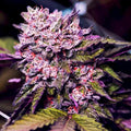 Gelato-feminisierte Samen