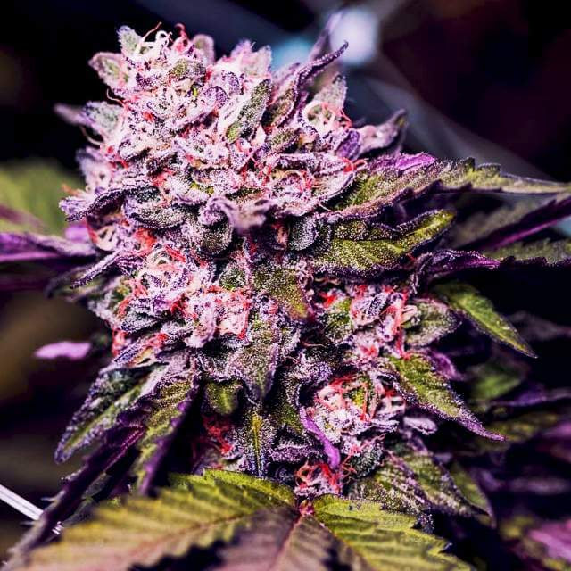 Gelato-feminisierte Samen