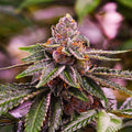 Girl Scout Cookies Auto Feminisierte Samen