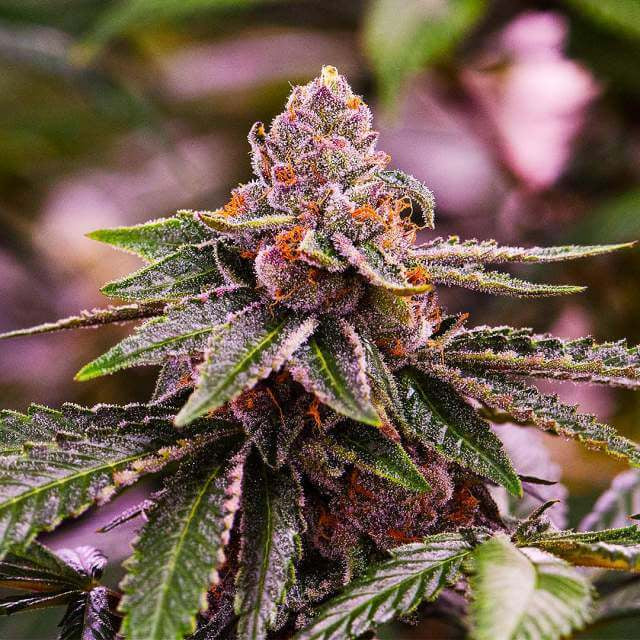 Girl Scout Cookies Auto Feminisierte Samen