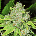 Original Glue Auto Feminisierte Samen
