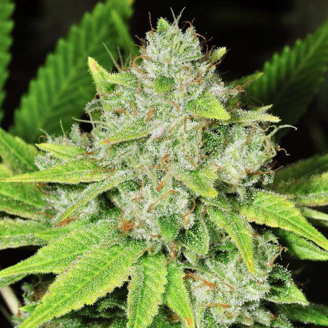 Original Glue Auto Feminisierte Samen