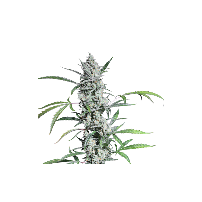 Fat Pete's Cookies Auto Feminised Seeds