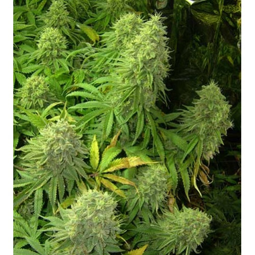 Big Bud feminisierte Samen, Großpackung, 100 Stück