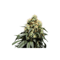 Semillas feminizadas de Bruce Lemon Diesel