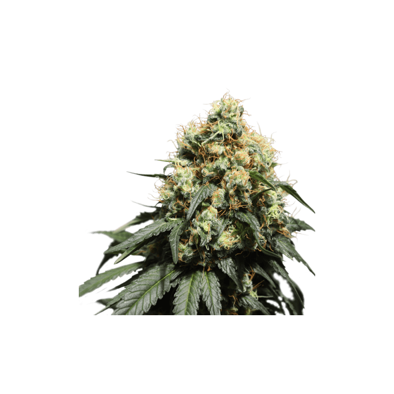 Bruce Lemon Diesel Feminised Seeds