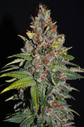 Tropical Punch Feminised Seeds