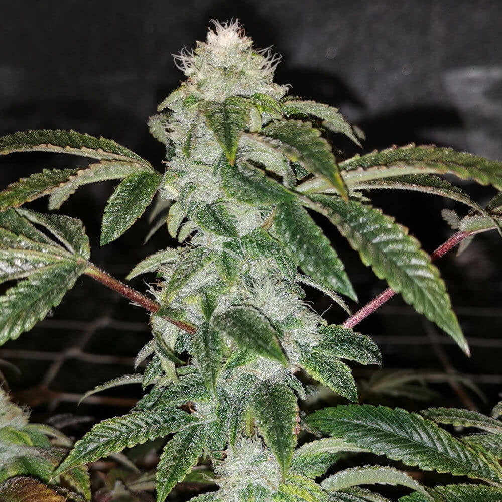 Semillas feminizadas de Sowah Sherbert