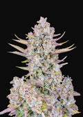 Purple Punch FAST Feminisierte Samen - Großpackung x 100
