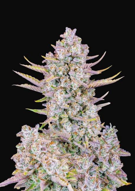 Purple Punch FAST Feminisierte Samen - Großpackung x 100