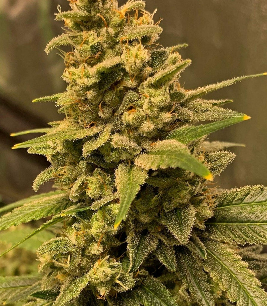 Gorilla Glue #4 FAST Feminisierte Samen - Großpackung x 100