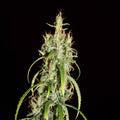 Chebarkul Siberian Ruderalis CBD Auto Regular Seeds