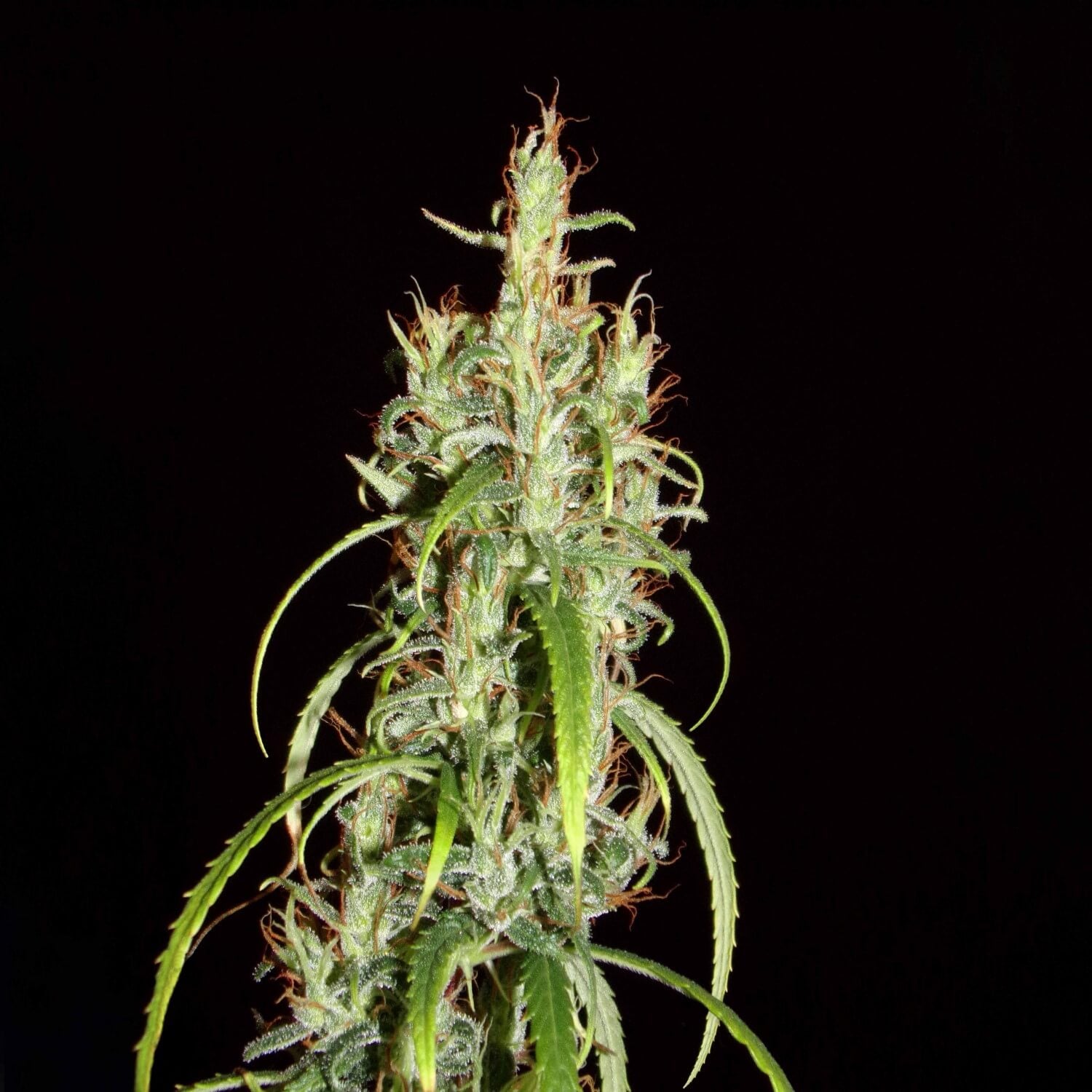 Chebarkul Siberian Ruderalis CBD Auto Regular Seeds