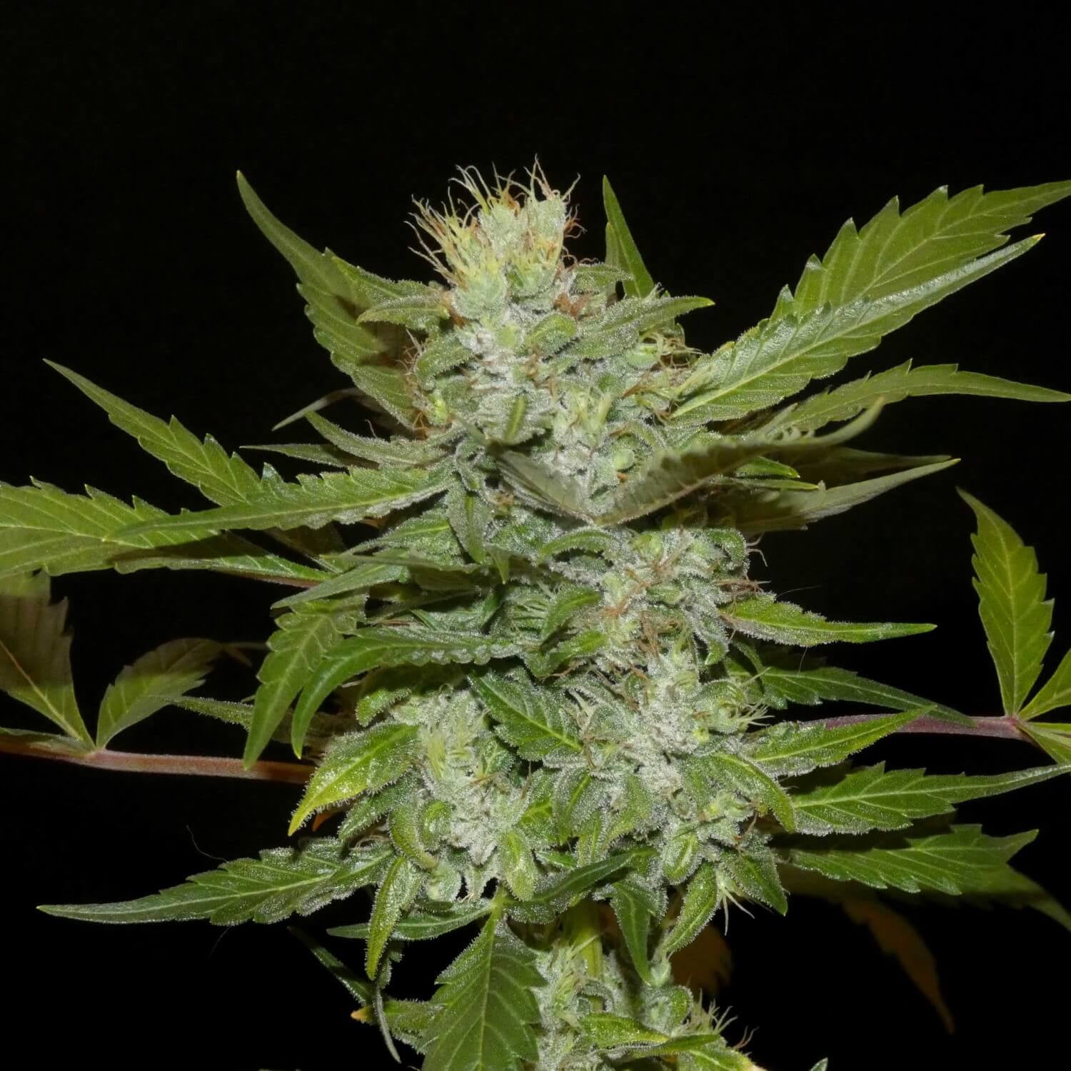 Sheberghan Hashplant reguläre Samen