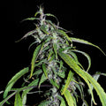 Muang Sing Lao Highland Tribe Regular Seeds