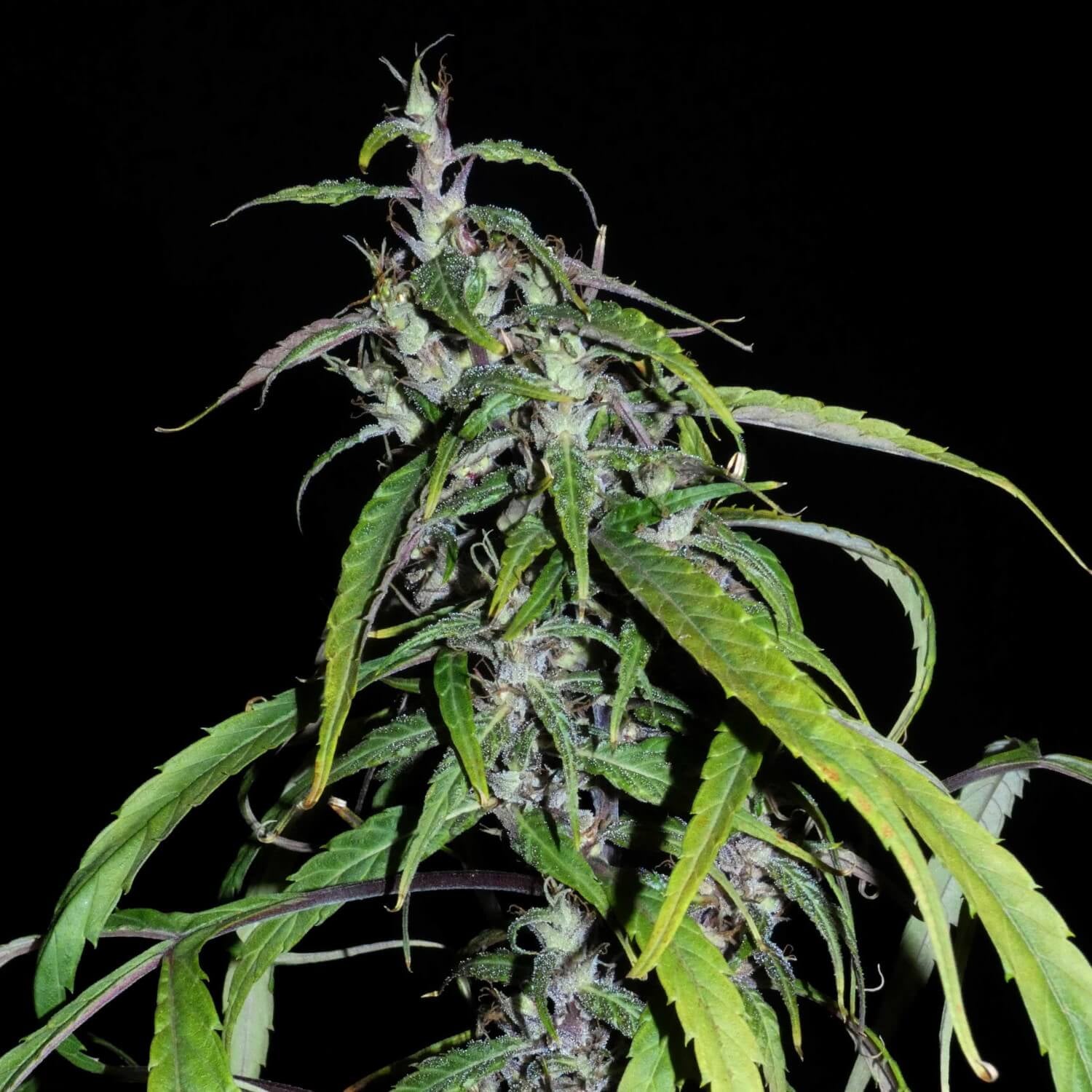 Muang Sing Lao Highland Tribe Regular Seeds