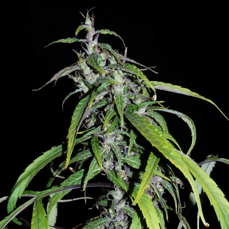 Muang Sing Lao Highland Tribe Regular Seeds