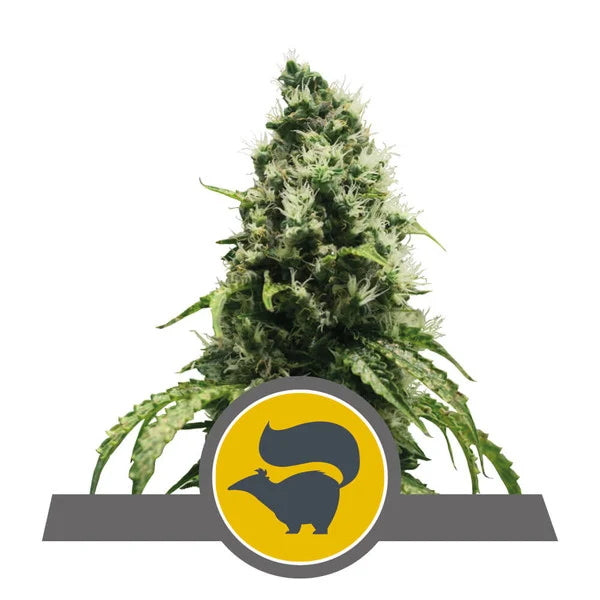 Skunk XL Regular Seeds