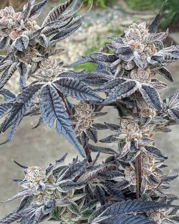 Smac Town Regular Seeds