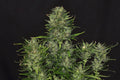Godfather OG Auto Feminised Seeds - BULK x 100