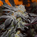 Cookies x Gorilla Auto Feminisierte Samen - Großpackung x 100