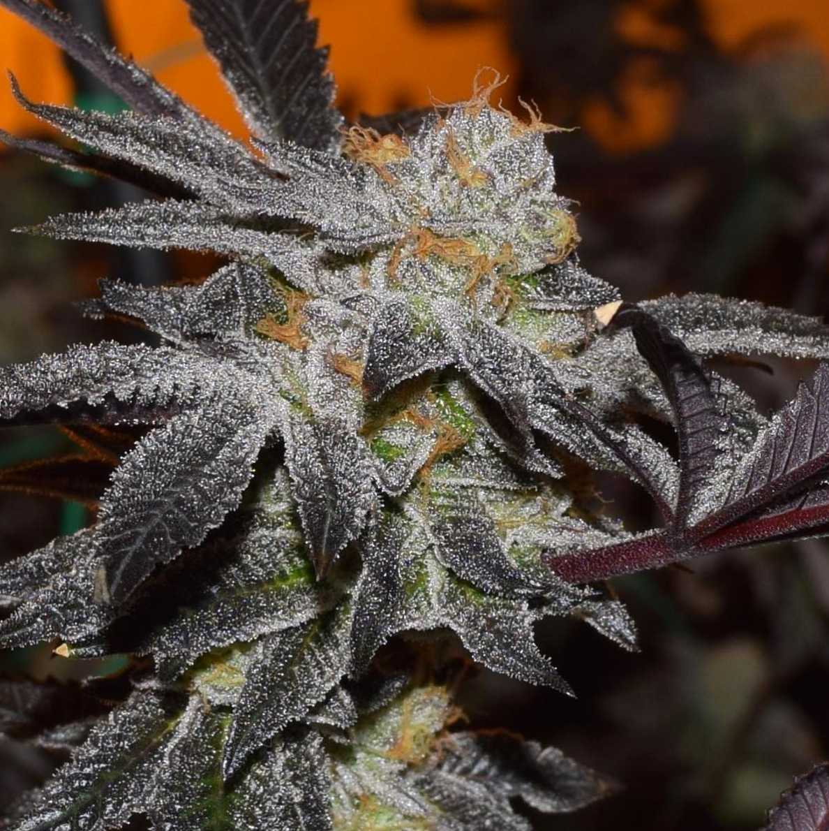 Cookies x Gorilla Auto Feminisierte Samen - Großpackung x 100