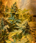 Do-Si-Dos Feminised Seeds - BULK x 100