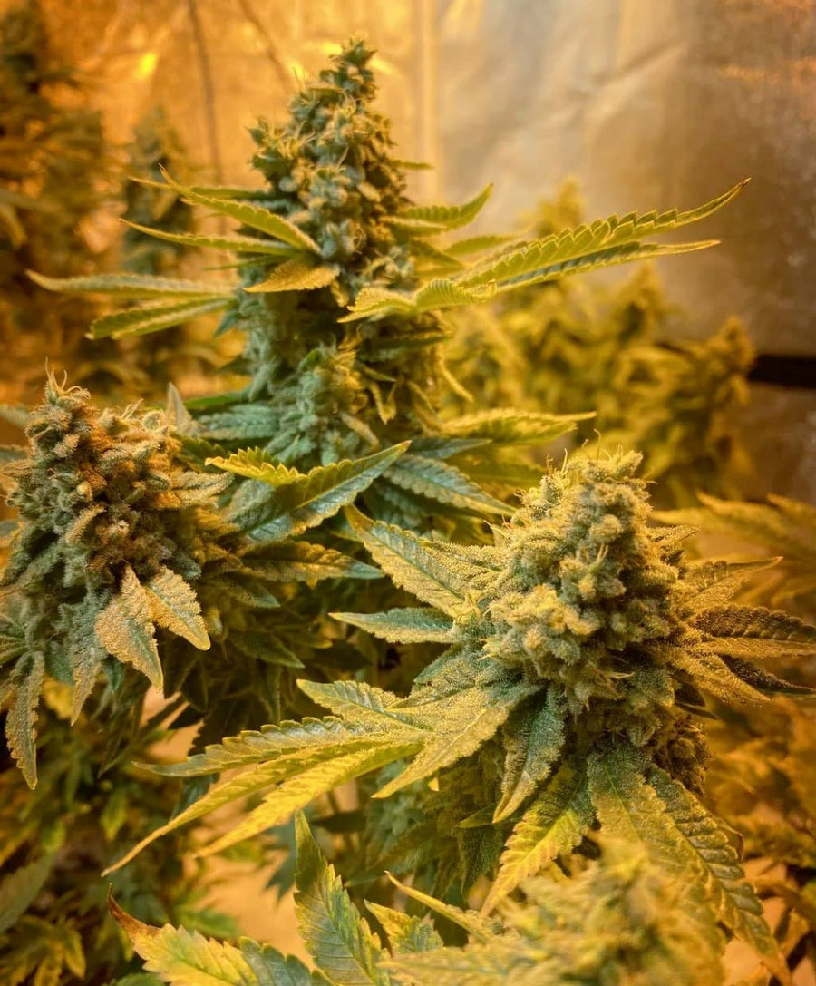 Do-Si-Dos Feminised Seeds - BULK x 100