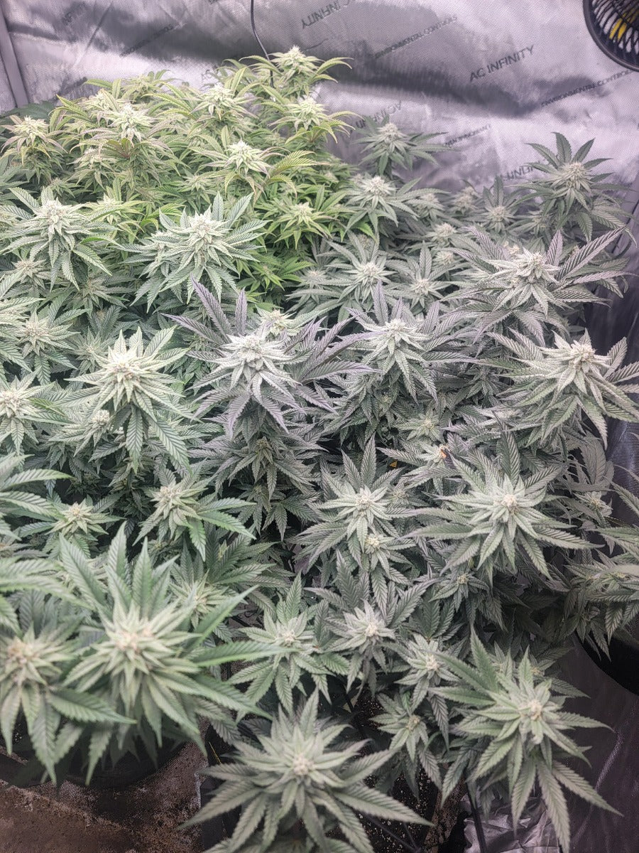 Godfather OG Feminised Seeds - BULK x 100