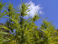 Durban Poison Feminised Seeds - BULK x 100