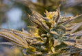 Cookies x Gorilla Feminised Seeds - BULK x 100